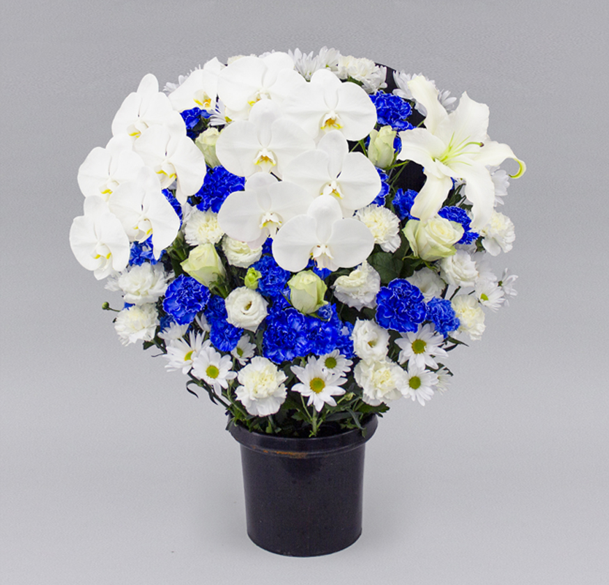 洋花タイプ ブルー