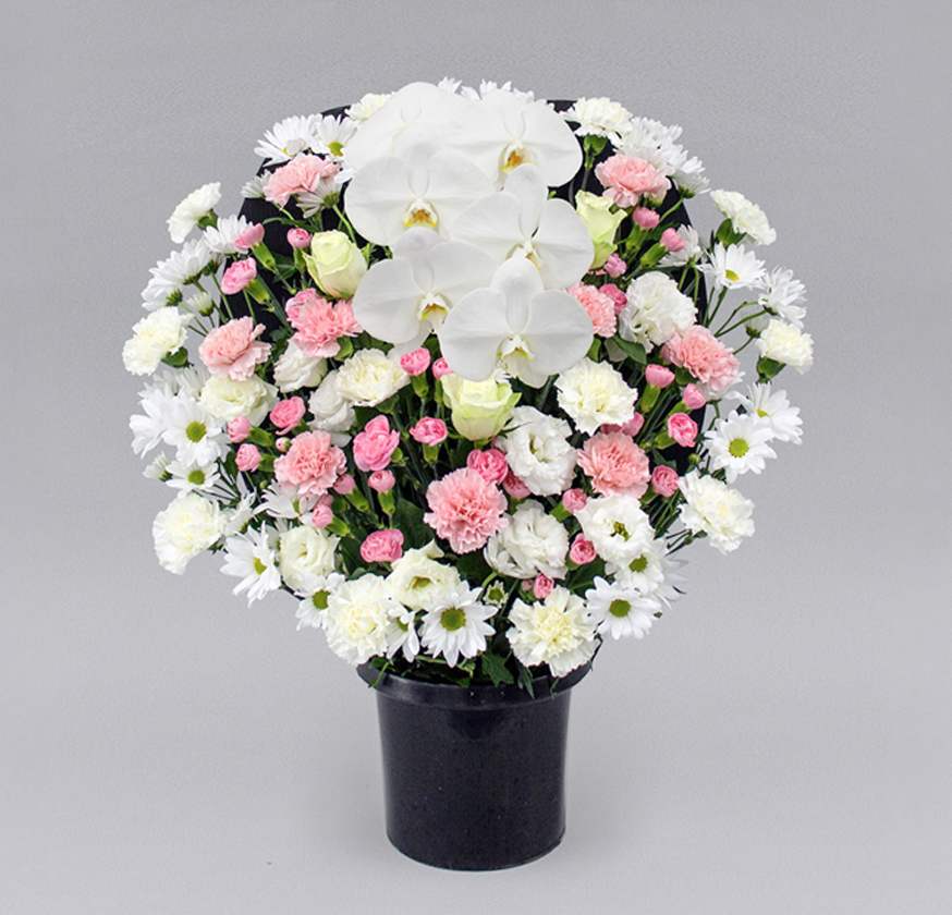 洋花タイプ ピンク
