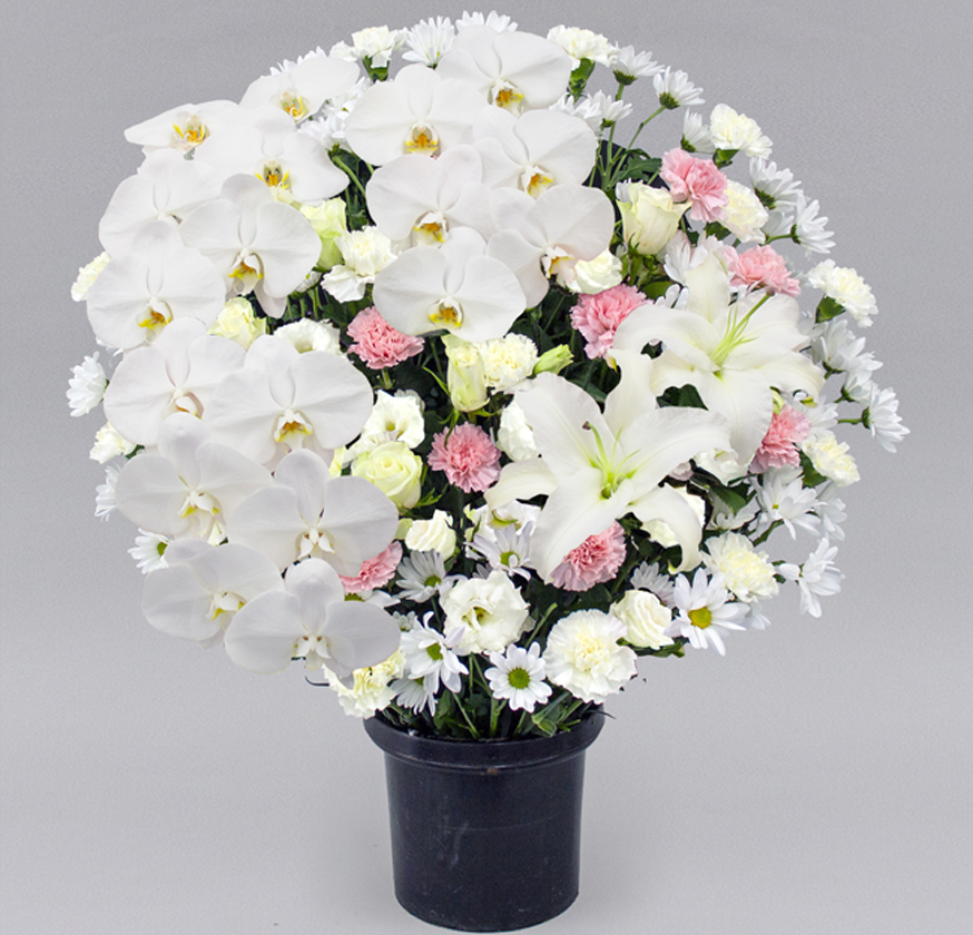 洋花タイプ ピンク