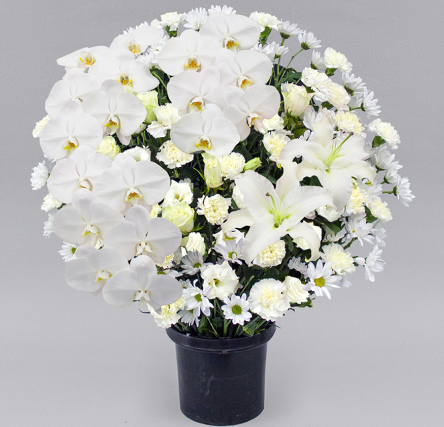 洋花タイプ ホワイト
